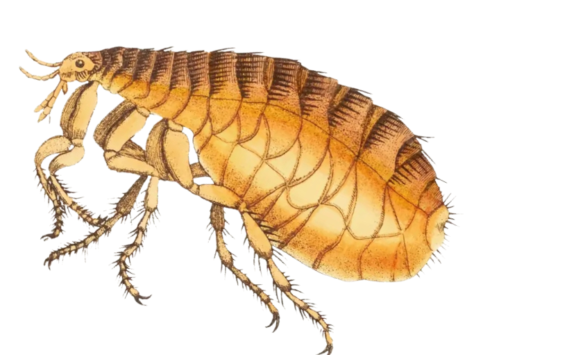 etkili ilaçlama ankara kurumsal geçmiş sayfa görseli